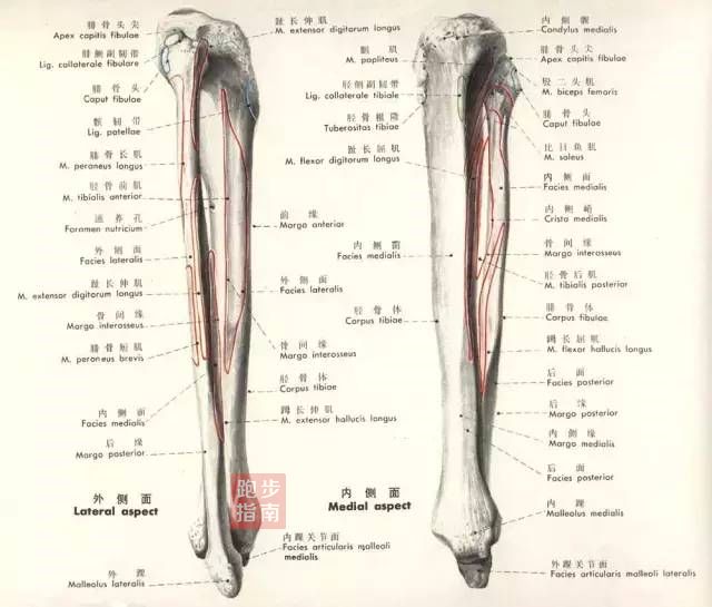 跑步小腿内外侧经常疼,你必须知道这些事.