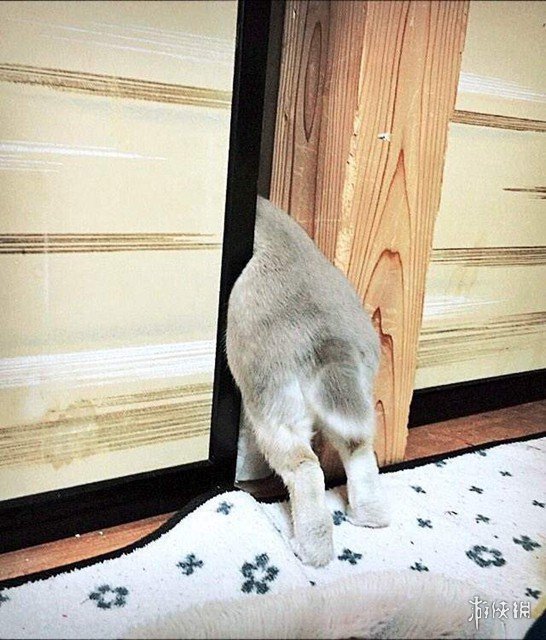 日本网友的兔子屁股摄影展!这么可爱又毛绒绒的屁股想捏吗?