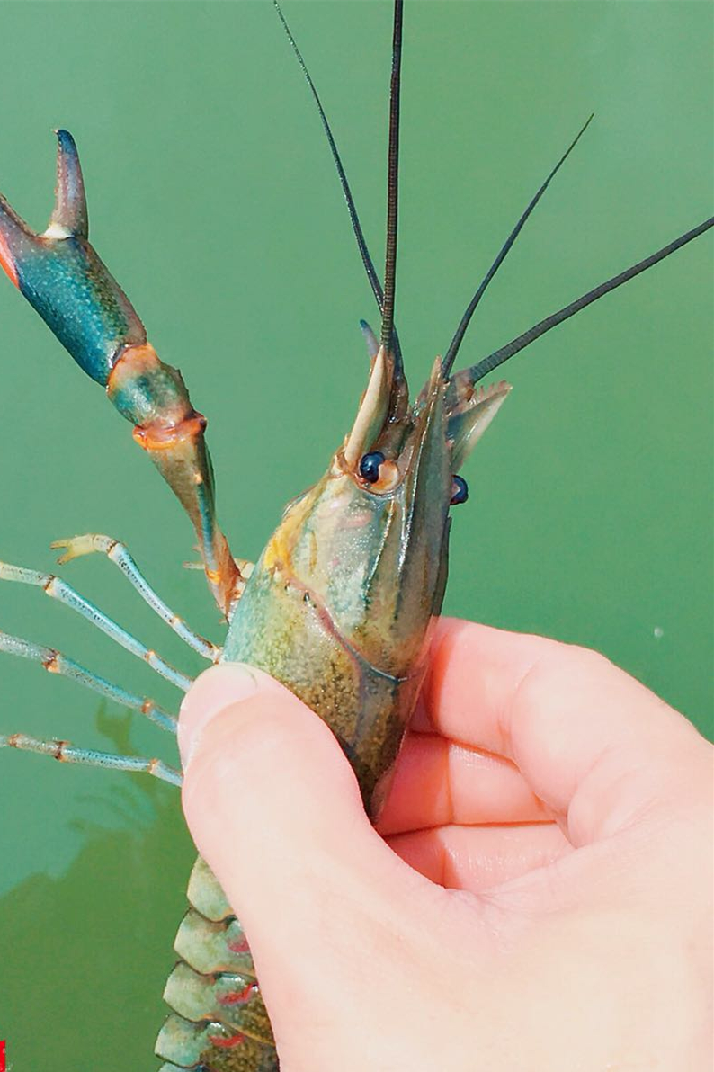 他辞职回农村创业,饲养比小龙虾大好几倍的澳