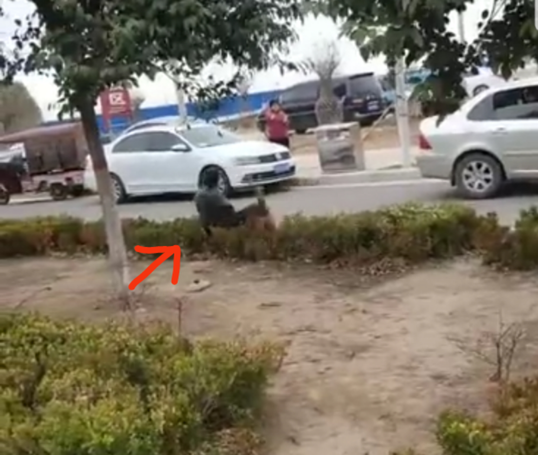 恶犬扑咬小学生致重伤 狗主人未施救带狗逃逸