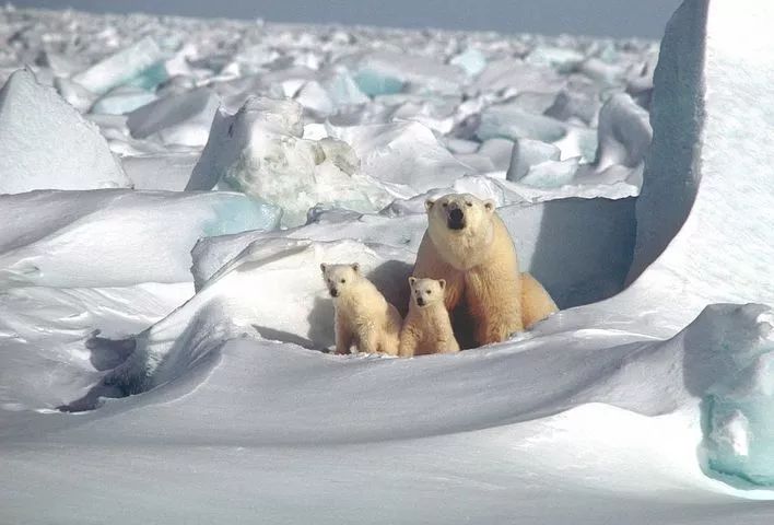已化为易危的北极熊。来源：pixabay