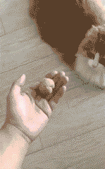 我的宝可梦怕是长睡不醒 动图 直面会时间再叫醒我