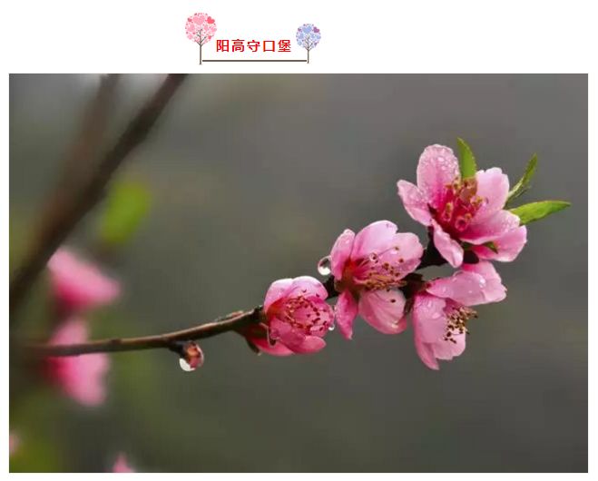 桃花红来杏花白简谱_桃花红杏花白简谱云飞(2)
