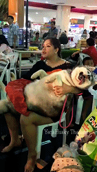 老铁，为什么要叫醒我？让我快活一下不好吗？