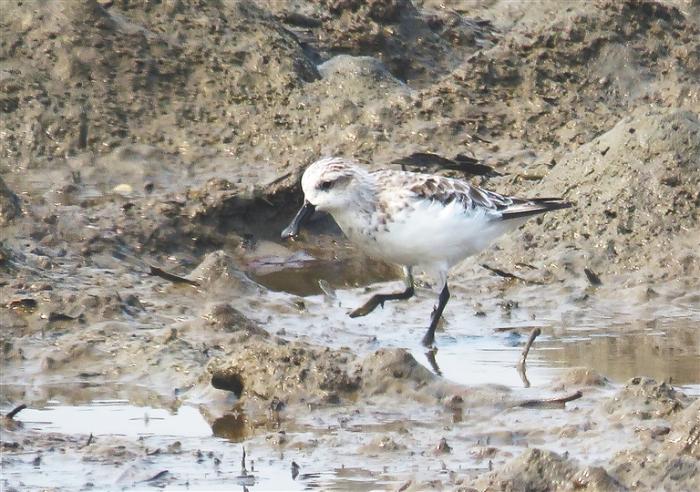 海南：“明星”候鸟曼妙身姿（最新发布）