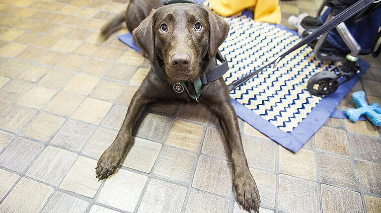 俄铁路公司新服务:托运宠物 无须主人陪同