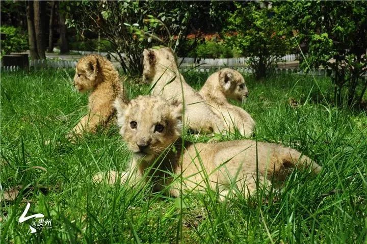 阳母狮创全国纪录,五一来贵州见狮宝宝吧!