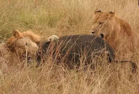 雌狮不敢猎杀大林猪, 雄狮为了报仇可不会放过