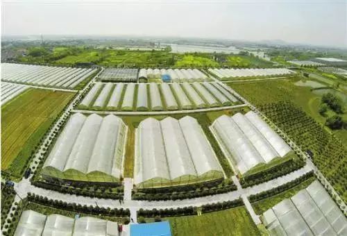 权威发布丨实施乡村振兴!山东发展新型农业经