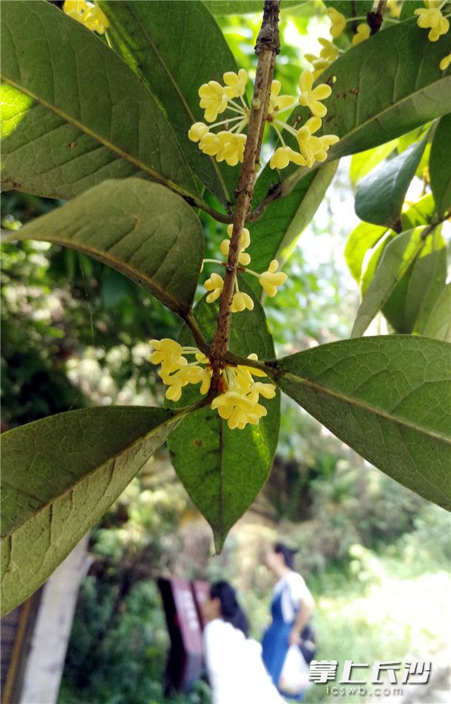 麓山八月桂花开 满城飘香待天时(视频)
