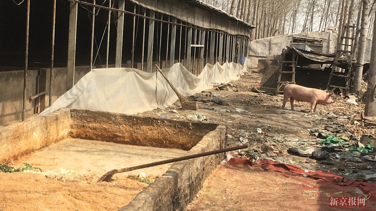 泔水猪是如何养成的?暗访:餐馆深夜直送 供千