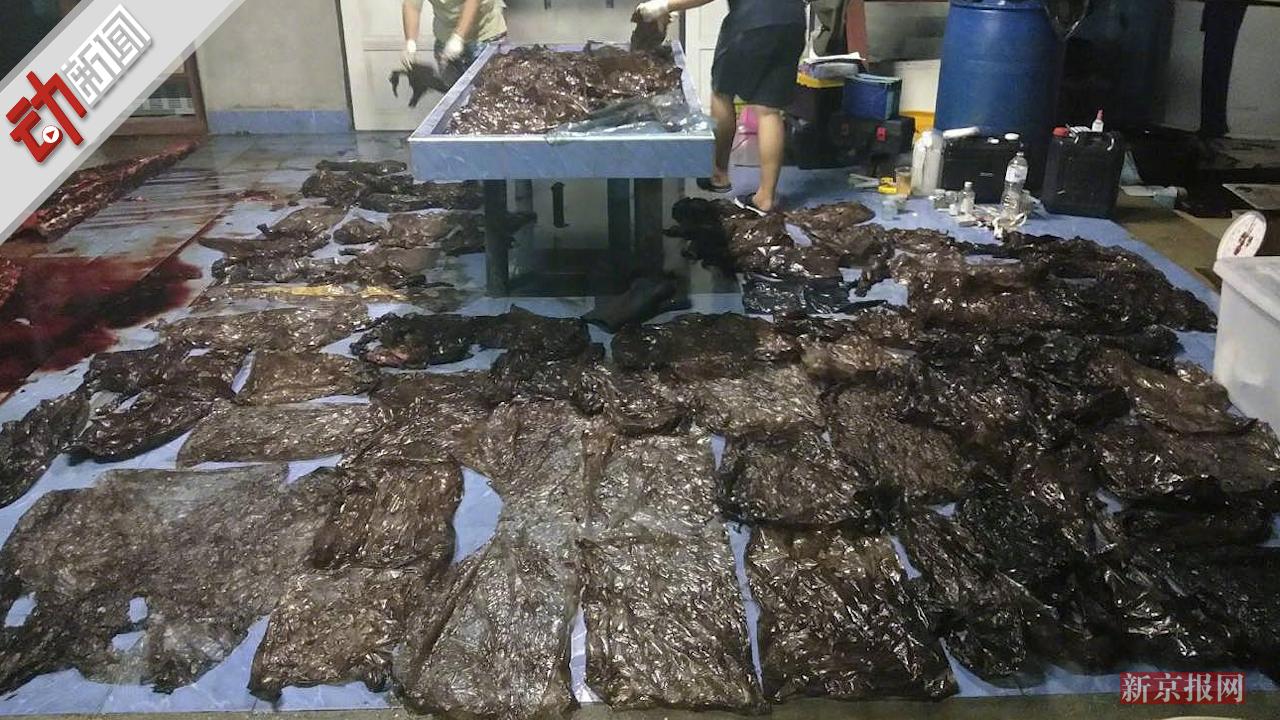 胃里塞满80只重8公斤塑料袋!泰国沿海一领航鲸
