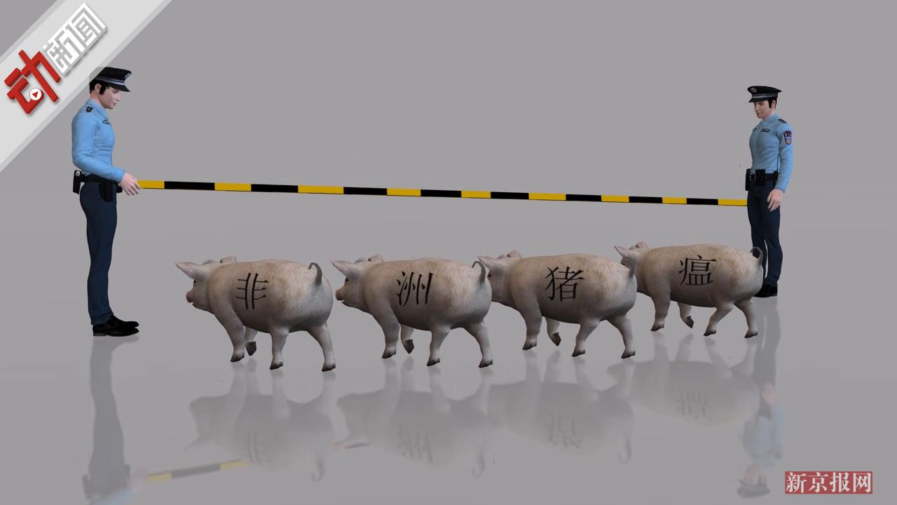 沈阳疫点扑杀913头生猪 3D科普 “非洲猪瘟”:有多严重 感染人吗?