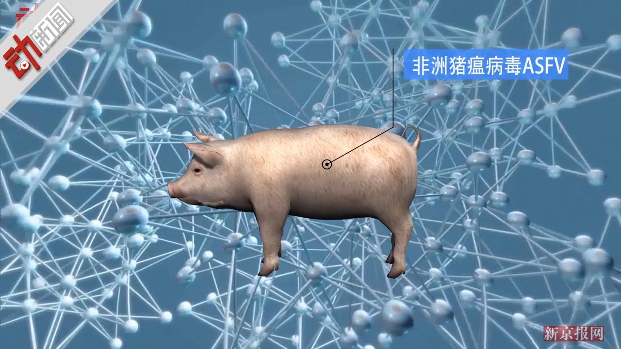 连云港发生非洲猪瘟疫情 3D科普如何防控 猪肉还能吃吗?
