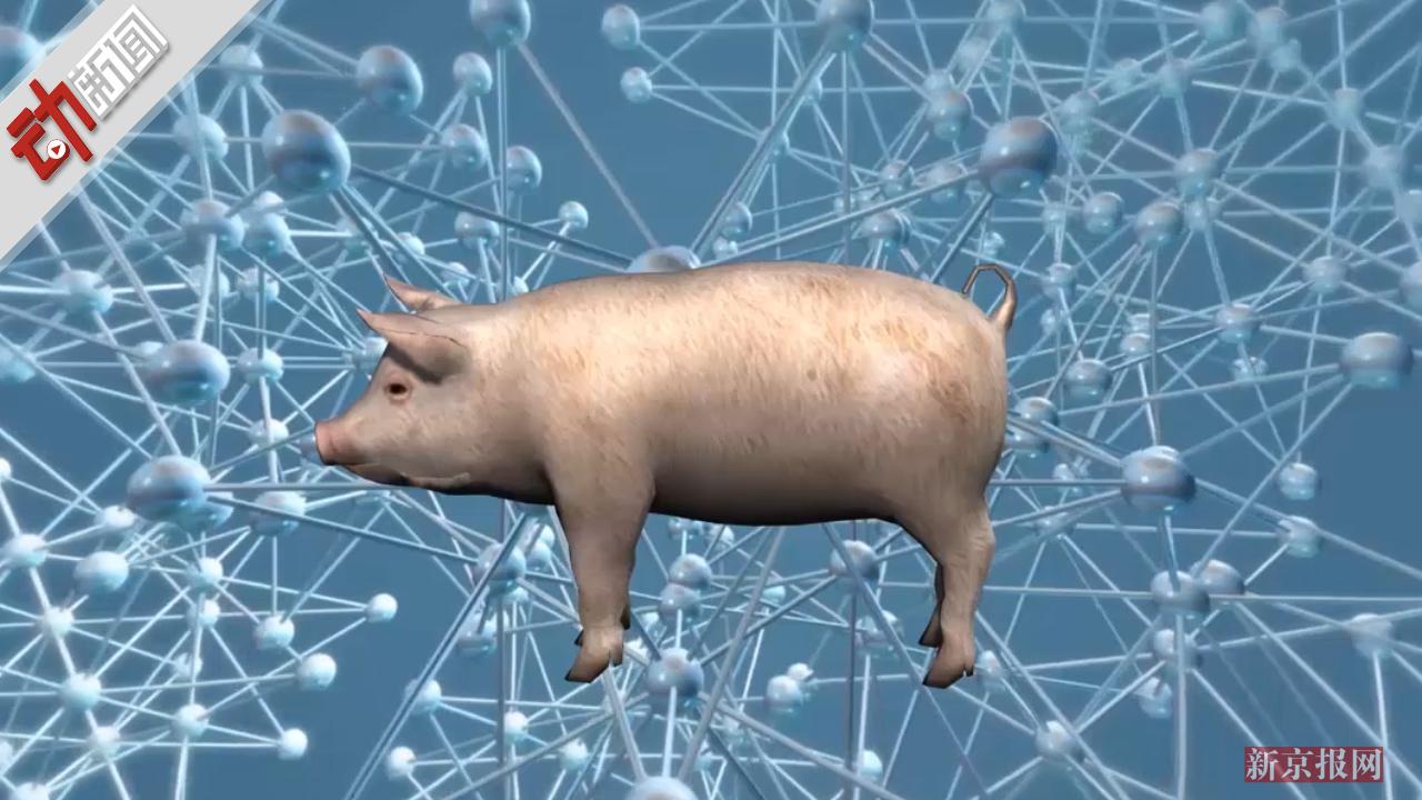 安徽第7起非洲猪瘟疫情 死亡23头猪 3D揭其会传染人吗?