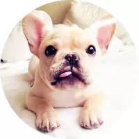 新手养法斗值得知道的一切