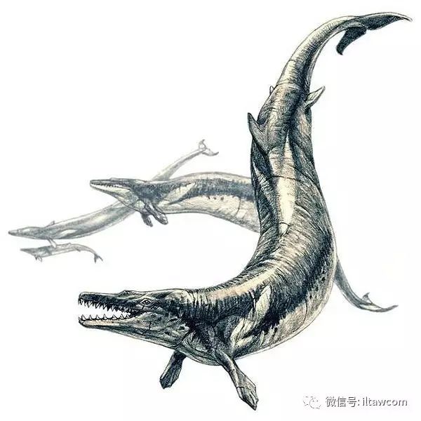 龙王鲸,又名械齿鲸,是现代鲸鱼的近亲,生存于3900万至3400万年前的