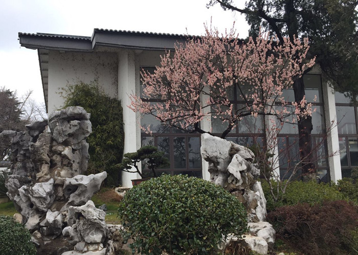 【金猪送福】春节长假,去玄武湖赏梅、看展、品美食啊~~