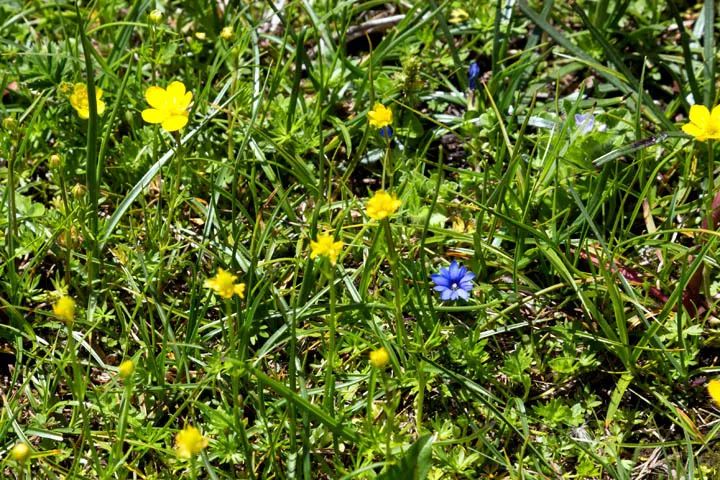 玩家｜来，躲开炎炎夏日，到四姑娘山看花，过“春天”