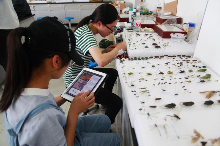 昆虫标本烘干图片