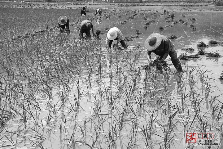 庆祝改革开放40年 晒出你的影像 述说你的变化⑥水稻生产从手工到全程机械化