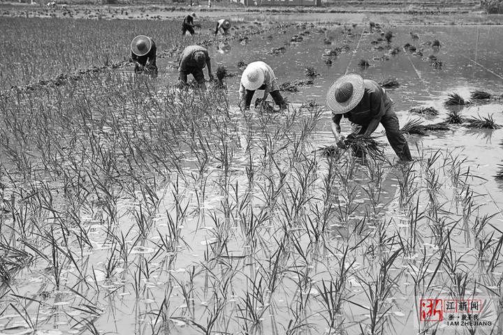 庆祝改革开放40年 晒出你的影像 述说你的变化⑥水稻生产从手工到全程机械化