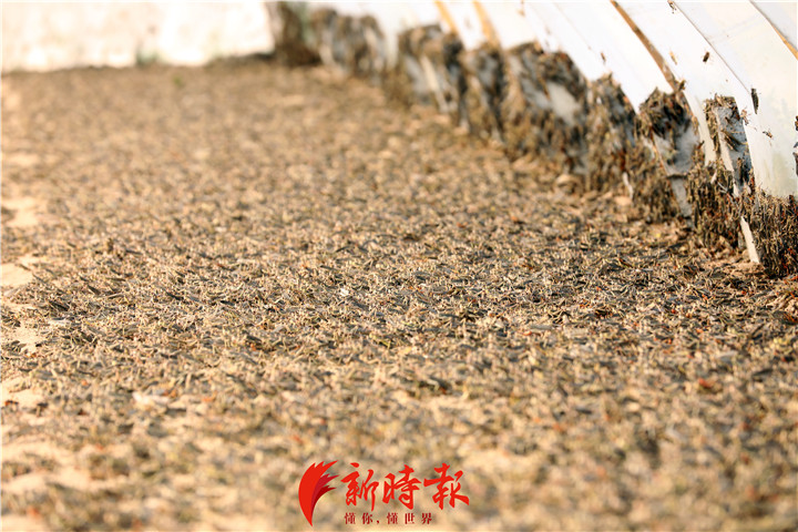 陈善亮一共建了35个大棚,占地13亩,总投资约30多万元。再有几天,蚂蚱就要出棚了。