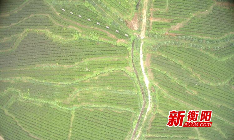 生态有机茶产业成为常宁塔山瑶乡脱贫助推器