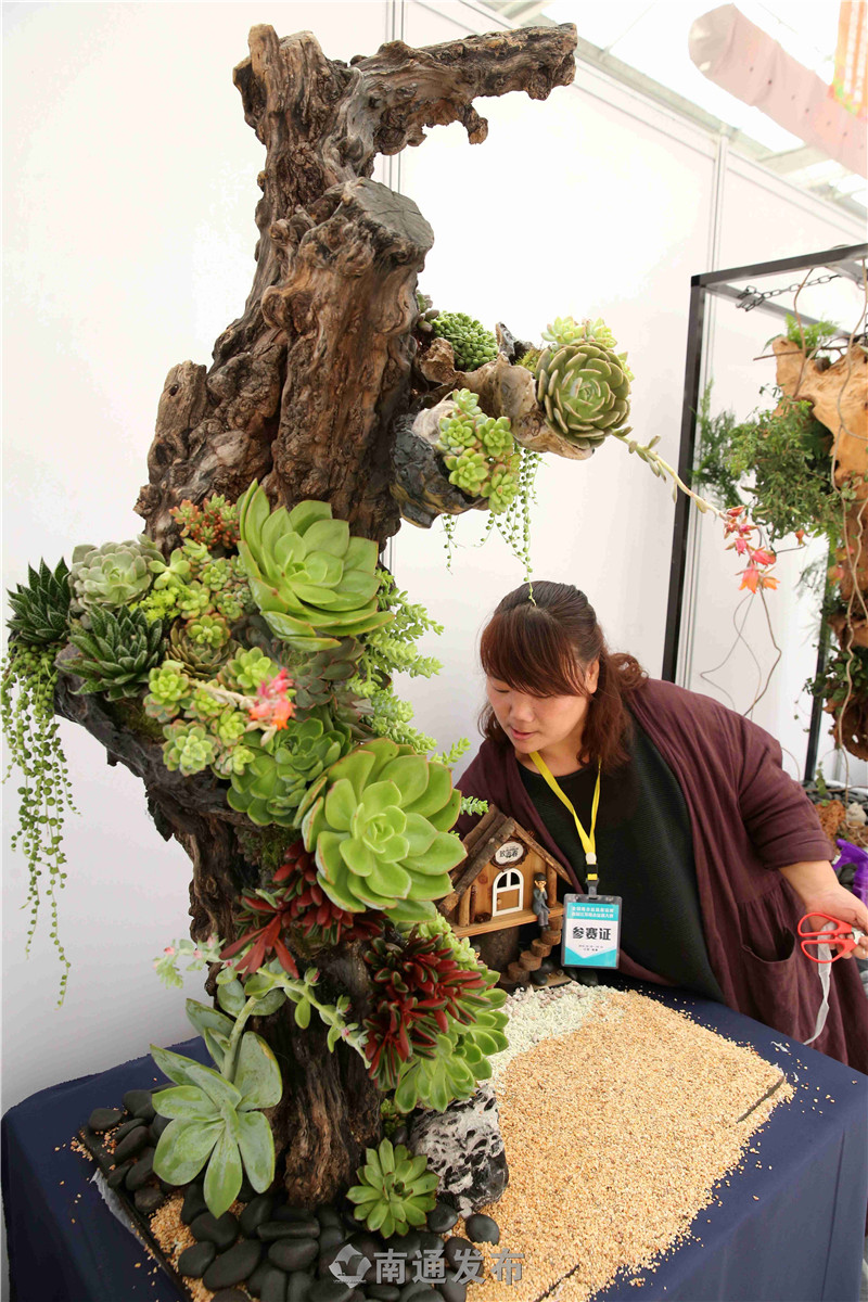 全国组合盆栽高手齐聚如皋