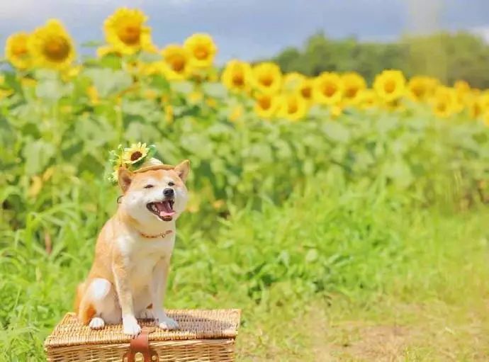 柴犬和花朵