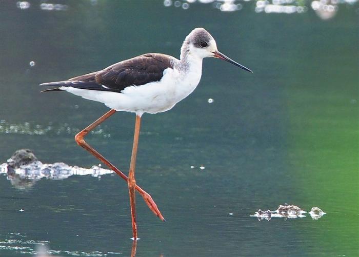 海南：“明星”候鸟曼妙身姿（最新发布）