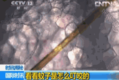 轻轻一喷这款泰国好物，蚊虫再无嚣张机会了！