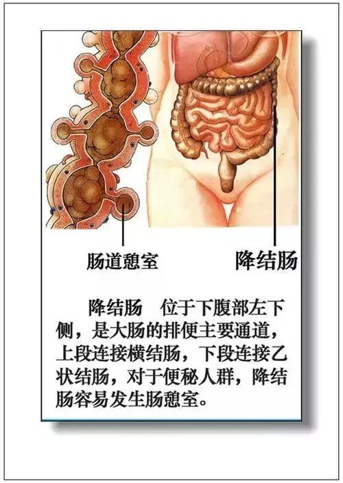 人体器官分部彩图及知识大全，太珍贵了！（建议收藏）