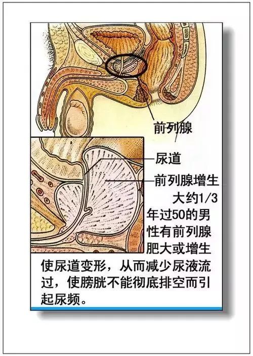 人体器官分部彩图及知识大全，太珍贵了！（建议收藏）