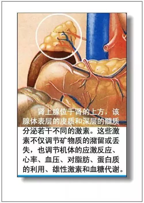 人体器官分部彩图及知识大全，太珍贵了！（建议收藏）