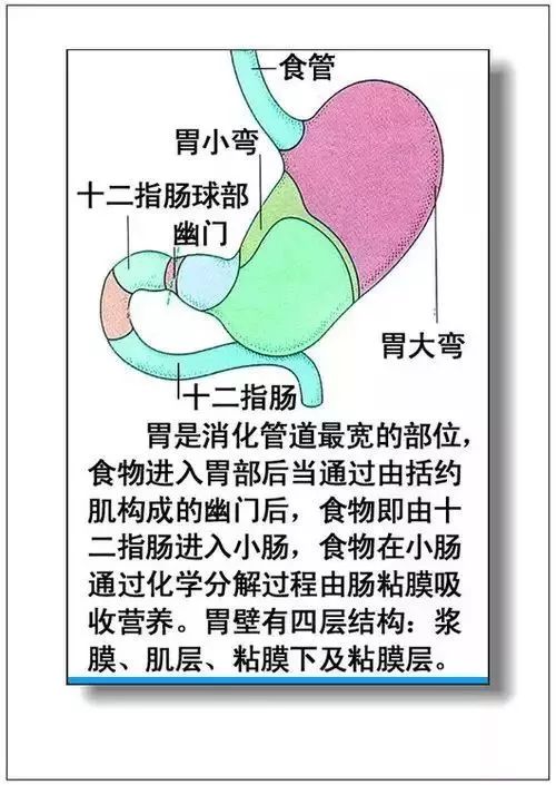 人体器官分部彩图及知识大全，太珍贵了！（建议收藏）