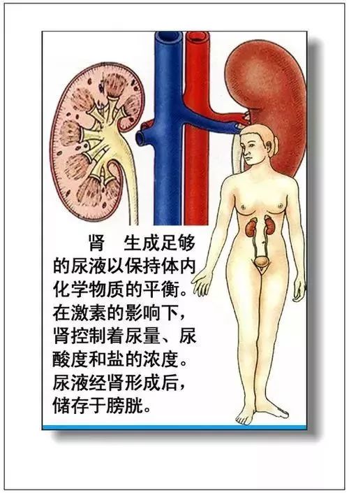 人体器官分部彩图及知识大全，太珍贵了！（建议收藏）