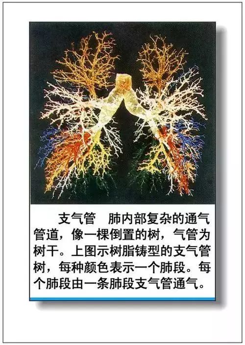 人体器官分部彩图及知识大全，太珍贵了！（建议收藏）
