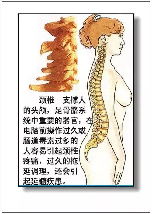 人体器官分部彩图及知识大全，太珍贵了！（建议收藏）