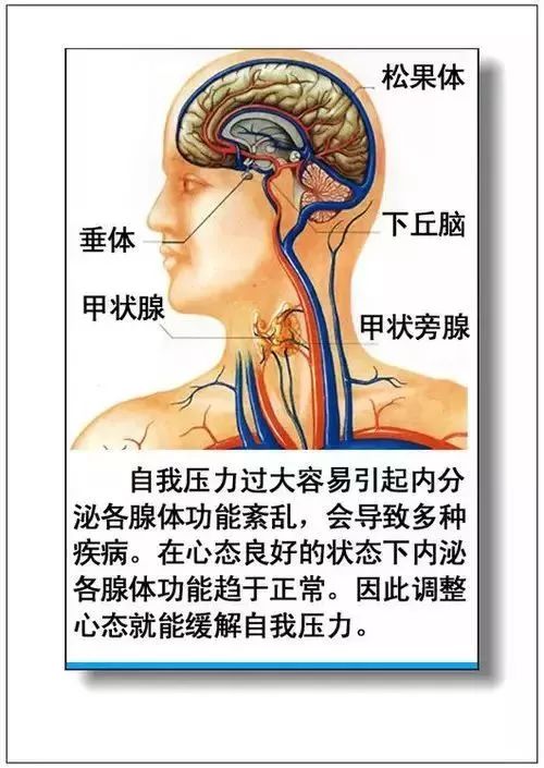 人体器官分部彩图及知识大全，太珍贵了！（建议收藏）