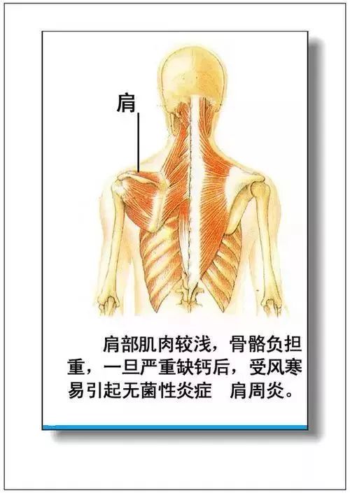 人体器官分部彩图及知识大全，太珍贵了！（建议收藏）