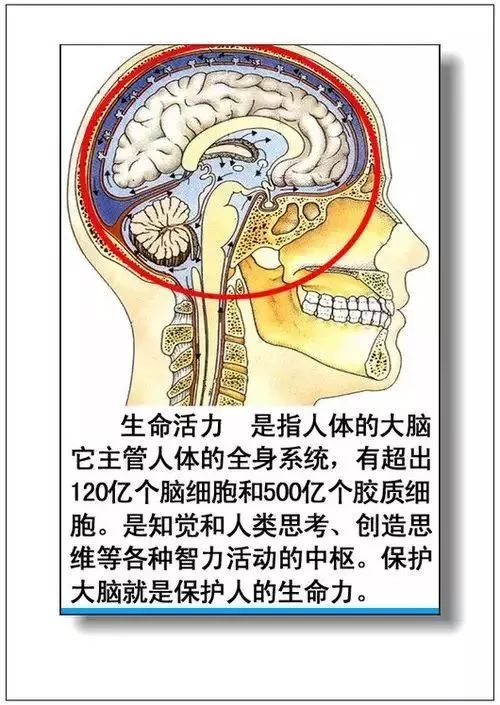 人体器官分部彩图及知识大全，太珍贵了！（建议收藏）