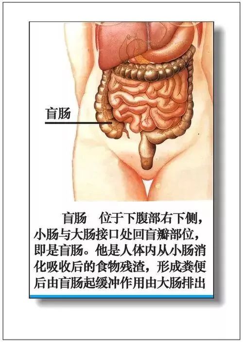 人体器官分部彩图及知识大全，太珍贵了！（建议收藏）
