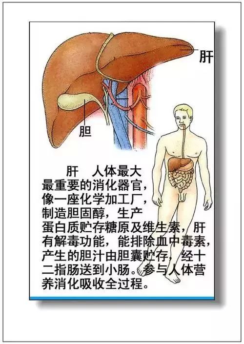 人体器官分部彩图及知识大全，太珍贵了！（建议收藏）