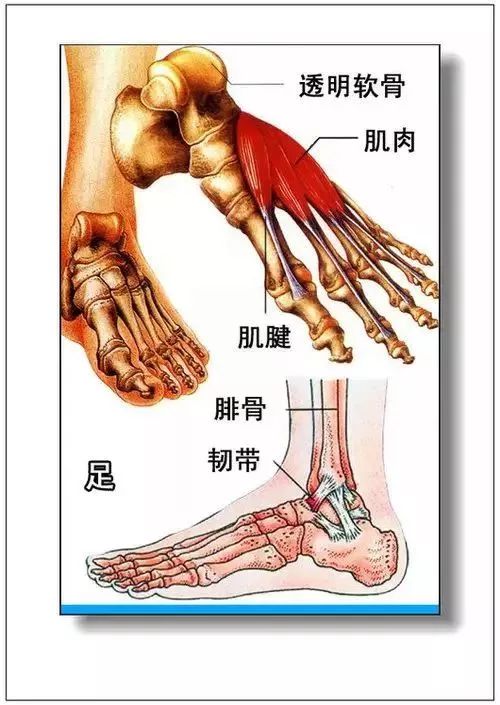 人体器官分部彩图及知识大全，太珍贵了！（建议收藏）