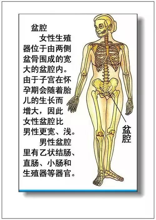 人体器官分部彩图及知识大全，太珍贵了！（建议收藏）