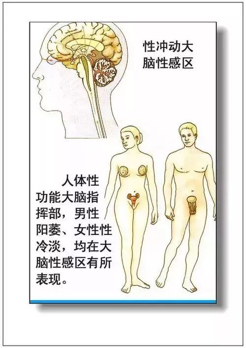 人体器官分部彩图及知识大全，太珍贵了！（建议收藏）