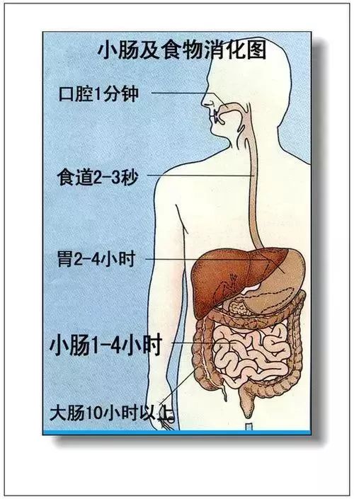 人体器官分部彩图及知识大全，太珍贵了！（建议收藏）