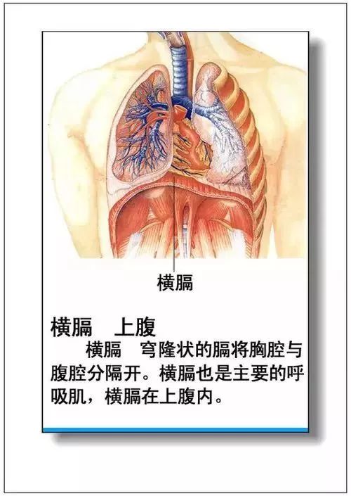人体器官分部彩图及知识大全，太珍贵了！（建议收藏）