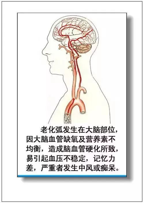 人体器官分部彩图及知识大全，太珍贵了！（建议收藏）
